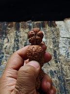 Nepal Dragon Claw Large Rudraksha Bodhi Bead Bracelet