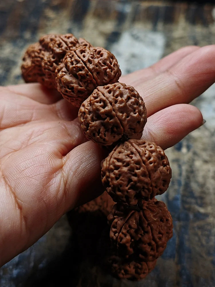 Nepal Dragon Claw Large Rudraksha Bodhi Bead Bracelet