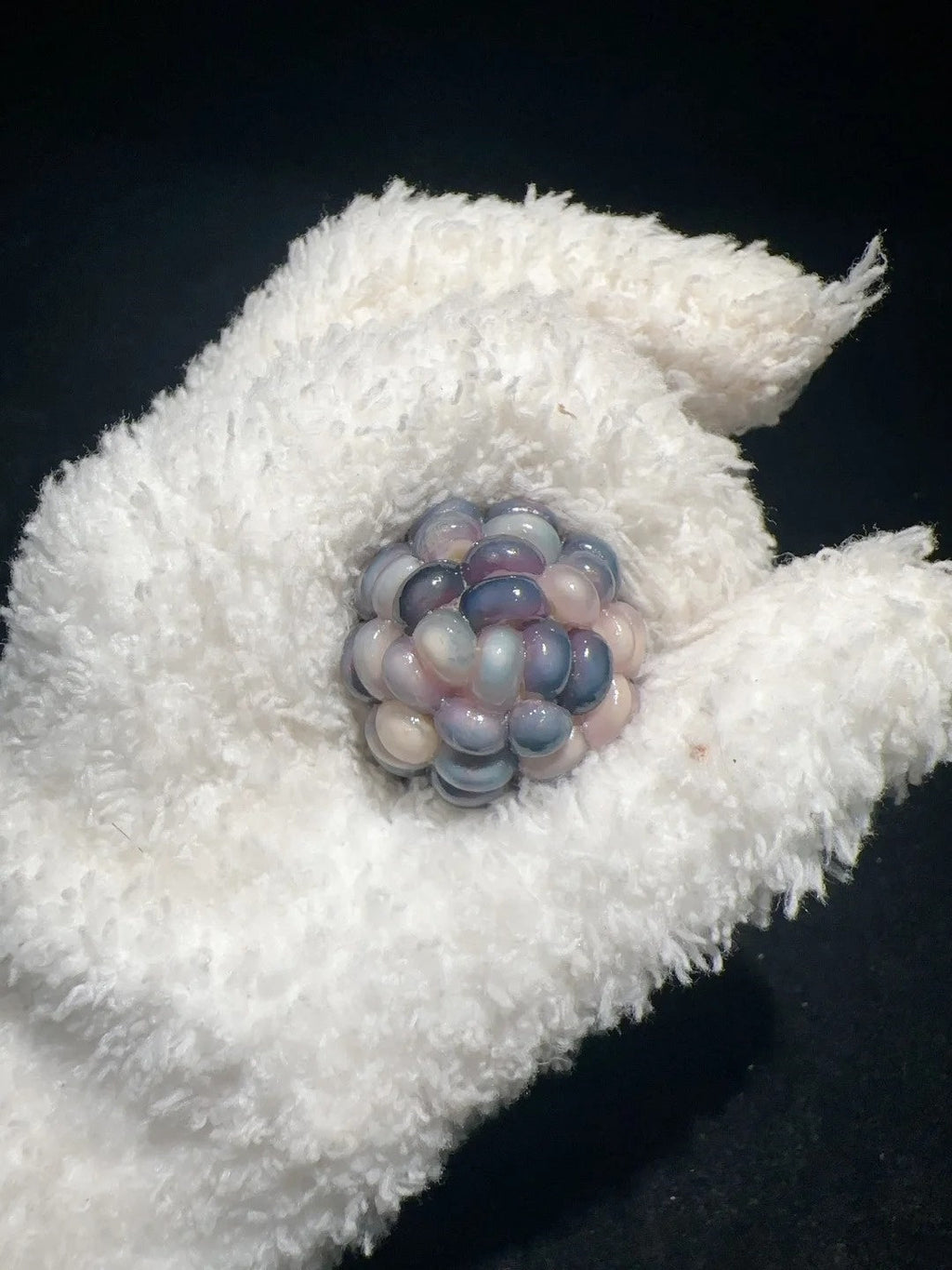 Frosty Blue Jelly Corn Charms – Cute & Soothing Fidget Toy