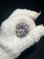 Frosty Blue Jelly Corn Charms – Cute & Soothing Fidget Toy