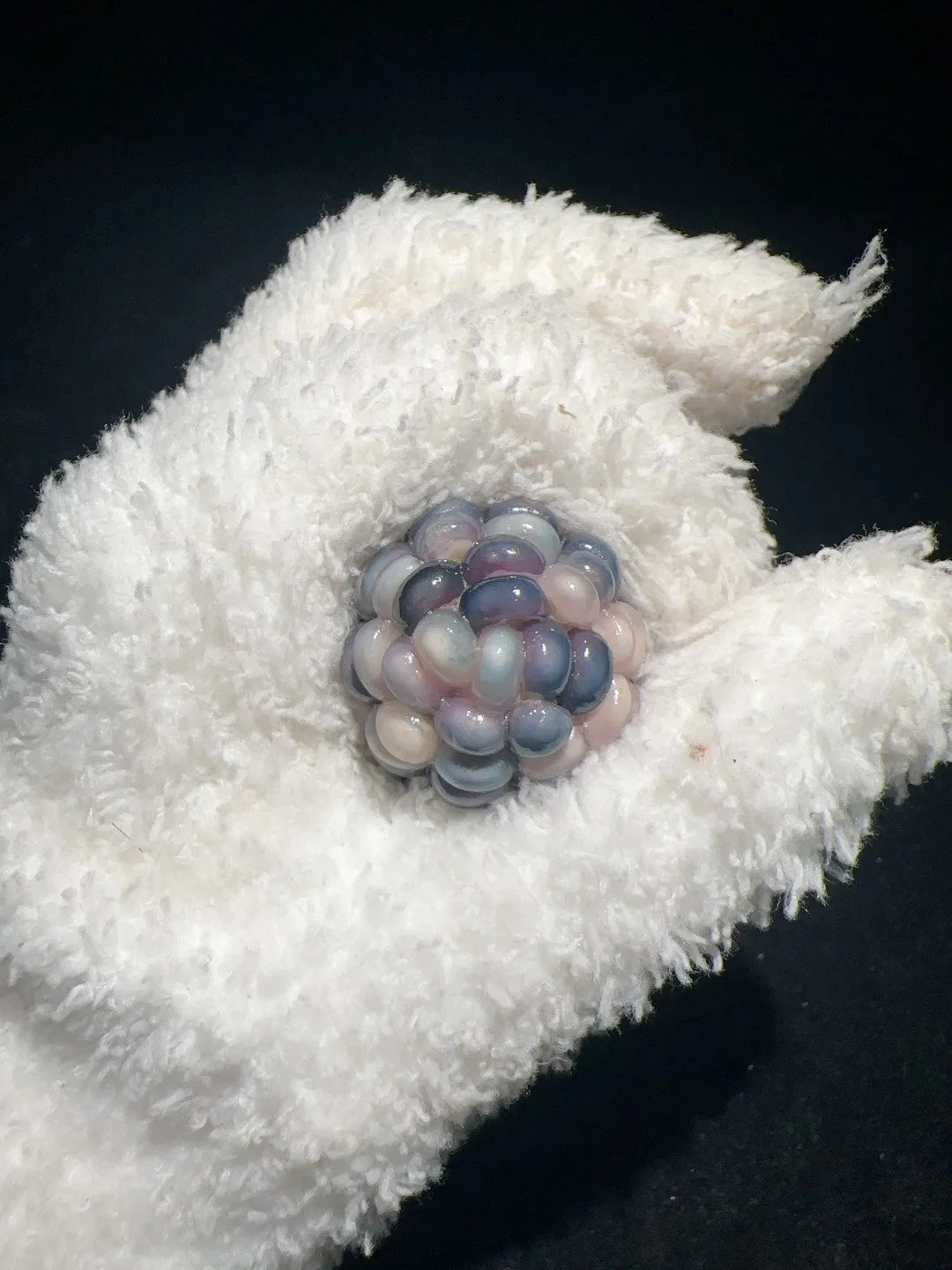 Frosty Blue Jelly Corn Charms – Cute & Soothing Fidget Toy