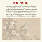 Fortune Jewel Natural Jade Kalanchoe blossfeldiana Flower Pattern Luck Necklace Pendant